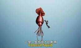 深海恐惧症视频,揭秘深海恐惧症的神秘世界